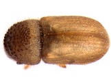 Cryphalus piceae 13644