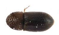 Cryphalus sp1844_ShinyPNG 13707
