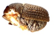 Cryphalus sp_Spiny 13690