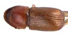 Dendroterus defectus 13718