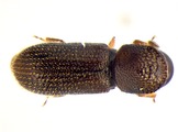 Ernoporicus sp large 14149
