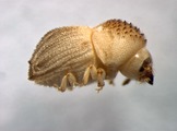 Glostatus spp. 13590