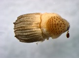 Glostatus spp. 13590