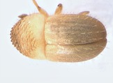 Hypocryphalus ovalicollis 13667