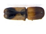 Monarthrum fasciatum 14154