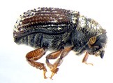 Phloeosinus sp. 14152