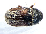 Phloeosinus sp. 14152