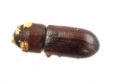 Pityoborus comatus 13688