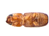 Pityophthorus liquidambarus 13651