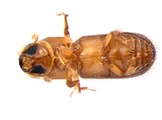 Pseudothysanoes dislocatus 13685