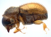 Ptilopodius spp. 14151