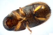 Ptilopodius spp. 14151