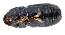Scolytogenes onyanganus 13670