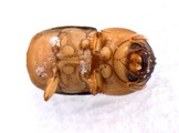 Scolytomimus phillippinensis 13692