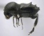 Eccoptopterus spinosus large