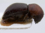 Beaverium insulindicus junior synonym Xyleborus annexus holotype