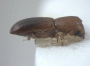 Planiculus bicolor junior synonym Euwallacea filiformis holotype