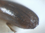 Planiculus bicolor junior synonym Euwallacea filiformis holotype declivity