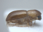 Planiculus bicolor junior synonym Euwallacea tumidus holotype