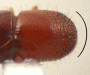 Xyleborus s. str. affinis pronotum