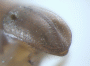 Diuncus justus junior synonym Xyleborus apiculatus declivity