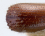 Xyleborus s. str. devexipennis declivity