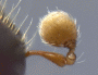 Ambrosiodmus asperatus antenna rear