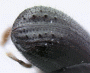 Ambrosiodmus asperatus declivity