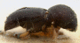 Ambrosiodmus asperatus holotype side
