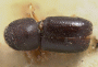 Ambrosiodmus asperatus holotype top