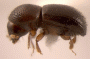 Ambrosiodmus asperatus side