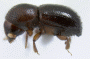 Ambrosiodmus asperatus side
