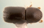 Ambrosiodmus asperatus top