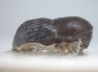 Arixyleborus scabripennis junior synonym Arixyleborus guttifer side
