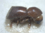 Pseudowebbia armifer holotype of Xyleborus spinachius
