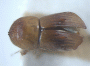 Diuncus gorggae paratype top