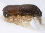 Arixyleborus minor side