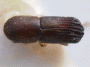 Arixyleborus minor top