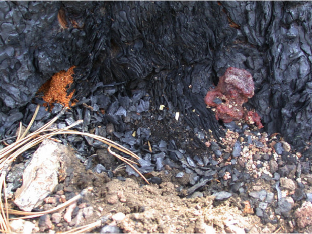Figure 4. Sawdust and frass buildup at the base of an RTB attacked pine.
