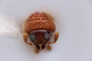 Acorhtylus gracilis 12172