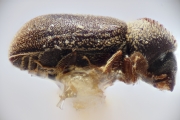 Acorthylus bosqi 14908