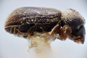 Acorthylus bosqi 14908