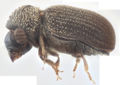 Acorthylus pruni 12174