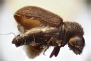 Allernoporus euonymi 14583