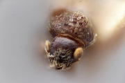 Allernoporus euonymi 14583