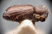 Allernoporus euonymi 15332