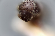 Allernoporus euonymi 15332