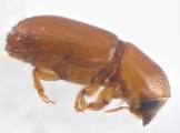 Araptus sp2040_Honduras 13722