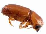 Araptus sp2040_Honduras 13722