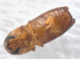Araptus sp2040_Honduras 13722